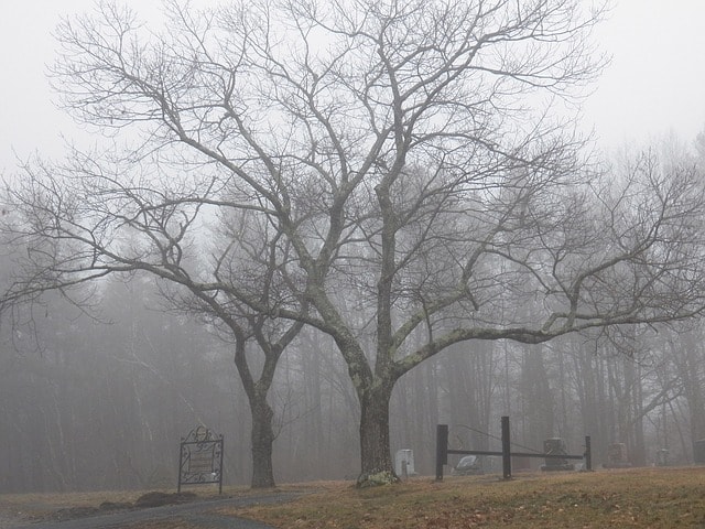 Trees with graveyard demonstrating nightmares for buying land