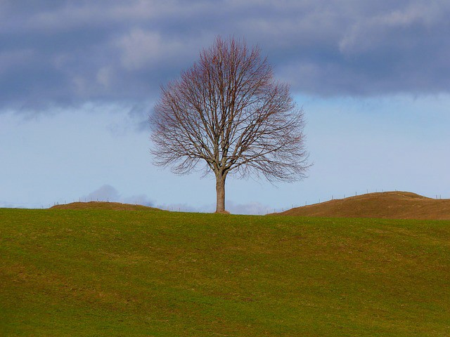 Tree alone in field