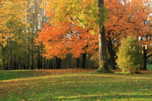 Fall leaves changing colors on trees helps you sell land