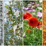 4 images of different seasons for selling land or lots